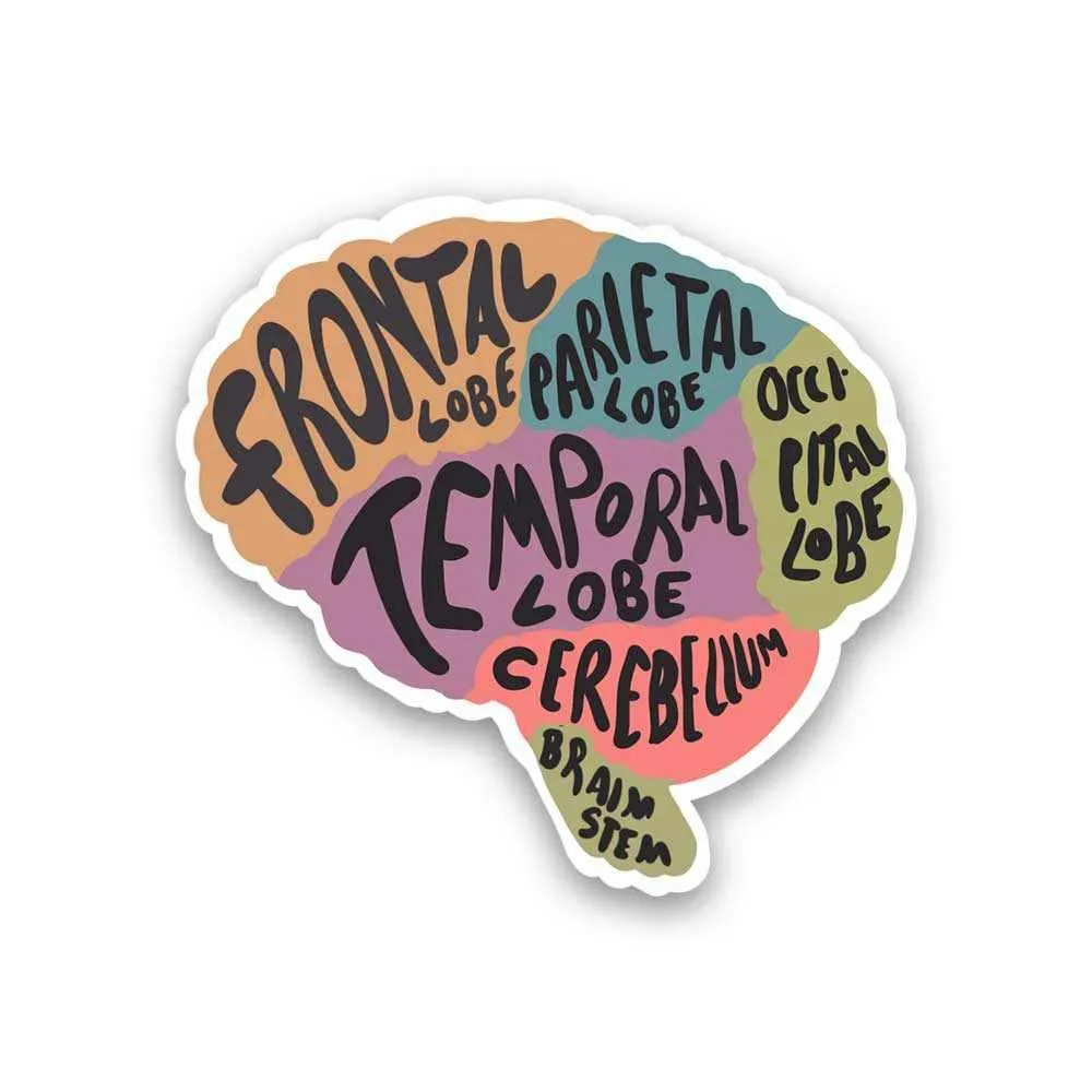 Brain anatomy Sticker